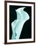 Lily 9-Doug Chinnery-Framed Photographic Print