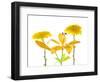 Lily and Chrysanthemums or Mums on a white background-Panoramic Images-Framed Photographic Print