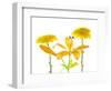 Lily and Chrysanthemums or Mums on a white background-Panoramic Images-Framed Photographic Print