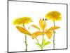 Lily and Chrysanthemums or Mums on a white background-Panoramic Images-Mounted Photographic Print