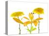 Lily and Chrysanthemums or Mums on a white background-Panoramic Images-Stretched Canvas