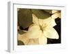 Lily and Leaves-Rebecca Swanson-Framed Photographic Print