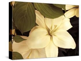 Lily and Leaves-Rebecca Swanson-Stretched Canvas