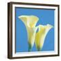 Lily Bloom V-Bill Philip-Framed Giclee Print