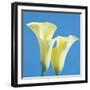 Lily Bloom V-Bill Philip-Framed Giclee Print