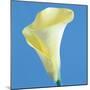 Lily Bloom VI-Bill Philip-Mounted Giclee Print