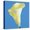 Lily Bloom VI-Bill Philip-Stretched Canvas