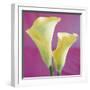 Lily Bloom VII-Bill Philip-Framed Giclee Print