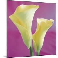 Lily Bloom VII-Bill Philip-Mounted Giclee Print