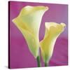 Lily Bloom VII-Bill Philip-Stretched Canvas