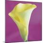 Lily Bloom VIII-Bill Philip-Mounted Giclee Print