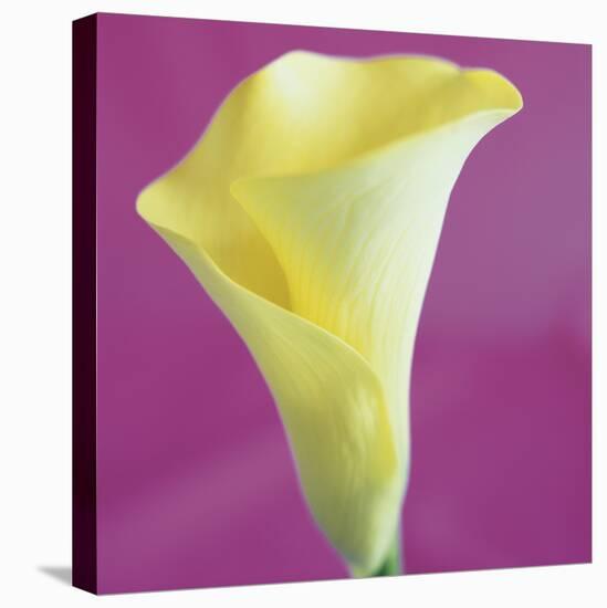 Lily Bloom VIII-Bill Philip-Stretched Canvas