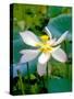 Lily Blossom, Barbados, Caribbean-Robin Hill-Stretched Canvas