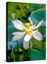 Lily Blossom, Barbados, Caribbean-Robin Hill-Stretched Canvas