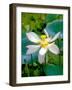 Lily Blossom, Barbados, Caribbean-Robin Hill-Framed Photographic Print