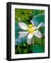 Lily Blossom, Barbados, Caribbean-Robin Hill-Framed Photographic Print