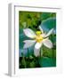 Lily Blossom, Barbados, Caribbean-Robin Hill-Framed Photographic Print