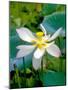 Lily Blossom, Barbados, Caribbean-Robin Hill-Mounted Photographic Print