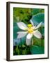 Lily Blossom, Barbados, Caribbean-Robin Hill-Framed Photographic Print