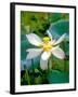 Lily Blossom, Barbados, Caribbean-Robin Hill-Framed Photographic Print