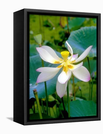 Lily Blossom, Barbados, Caribbean-Robin Hill-Framed Stretched Canvas