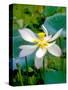 Lily Blossom, Barbados, Caribbean-Robin Hill-Stretched Canvas