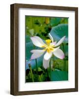 Lily Blossom, Barbados, Caribbean-Robin Hill-Framed Photographic Print