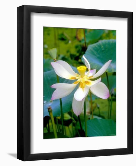 Lily Blossom, Barbados, Caribbean-Robin Hill-Framed Photographic Print