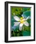 Lily Blossom, Barbados, Caribbean-Robin Hill-Framed Photographic Print