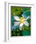 Lily Blossom, Barbados, Caribbean-Robin Hill-Framed Photographic Print