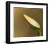 Lily Bud pink brown I-null-Framed Art Print