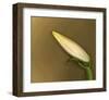 Lily Bud pink brown I-null-Framed Art Print