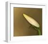 Lily Bud pink brown I-null-Framed Art Print