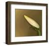 Lily Bud pink brown I-null-Framed Art Print
