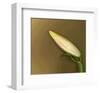 Lily Bud pink brown I-null-Framed Art Print