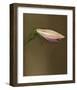 Lily Bud pink brown II-null-Framed Art Print