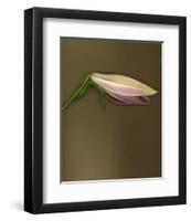 Lily Bud pink brown II-null-Framed Art Print