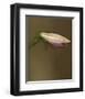 Lily Bud pink brown II-null-Framed Art Print