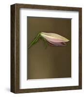 Lily Bud pink brown II-null-Framed Art Print