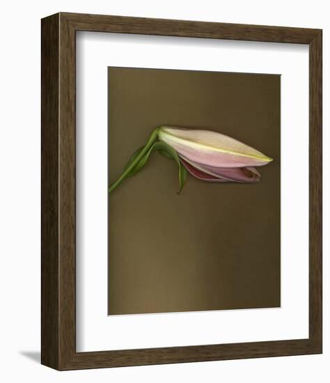 Lily Bud pink brown II-null-Framed Art Print