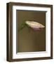 Lily Bud pink brown II-null-Framed Art Print