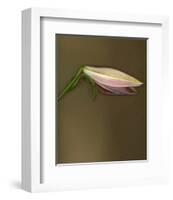 Lily Bud pink brown II-null-Framed Art Print