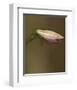 Lily Bud pink brown II-null-Framed Art Print