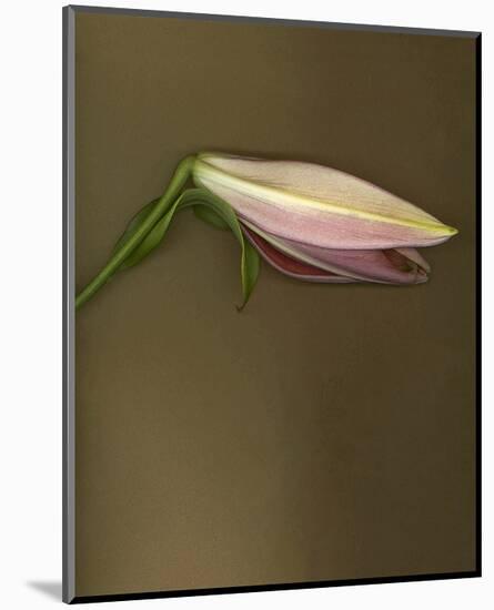 Lily Bud pink brown II-null-Mounted Art Print