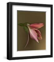 Lily Bud pink brown IV-null-Framed Art Print