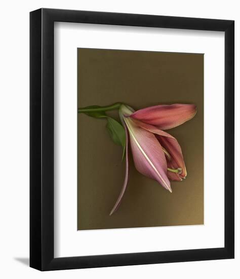 Lily Bud pink brown IV-null-Framed Art Print