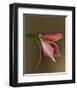 Lily Bud pink brown IV-null-Framed Art Print