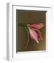 Lily Bud pink brown IV-null-Framed Art Print