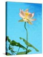 Lily by Swimming Pool-Fernando Bengoechea-Stretched Canvas