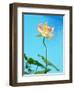 Lily by Swimming Pool-Fernando Bengoechea-Framed Photographic Print